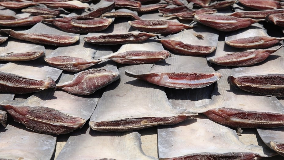 Brasil: confiscaron más de 28 toneladas de aletas de tiburón que iban al continente asiático | Internacionales