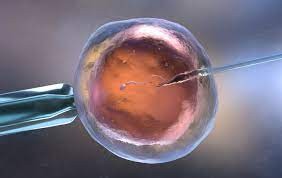 Fecundación pos mortem: nueve fallos autorizaron la técnica en los últimos 12 años en la Argentina | Actualidad