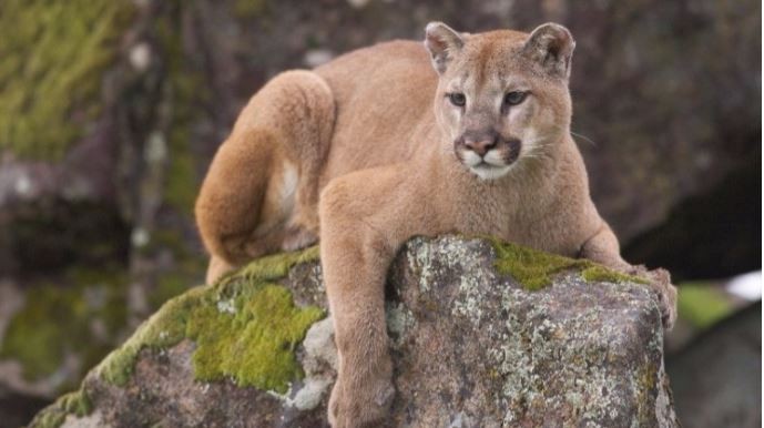 Preocupación por la presencia de un puma suelto en un área de afluencia turística de Neuquén | Actualidad