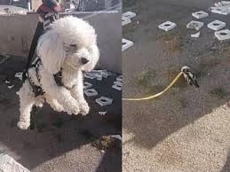 Video: Un perro recuperó su pelota al estilo “Misión Imposible” | Actualidad