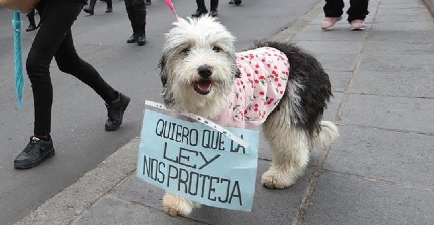 Marcha para reclamar que se prohíba la venta online de mascotas | Actualidad