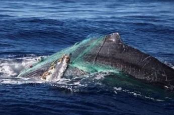 Despliegan operativo de búsqueda de una ballena "enmallada" en el Golfo Nuevo | Clima, naturaleza y medio ambiente