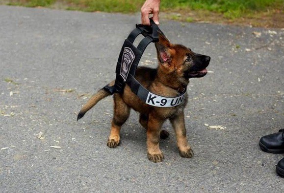 Así creció Tuco, el cachorro policía que derritió los corazones de todos | Curiosidades