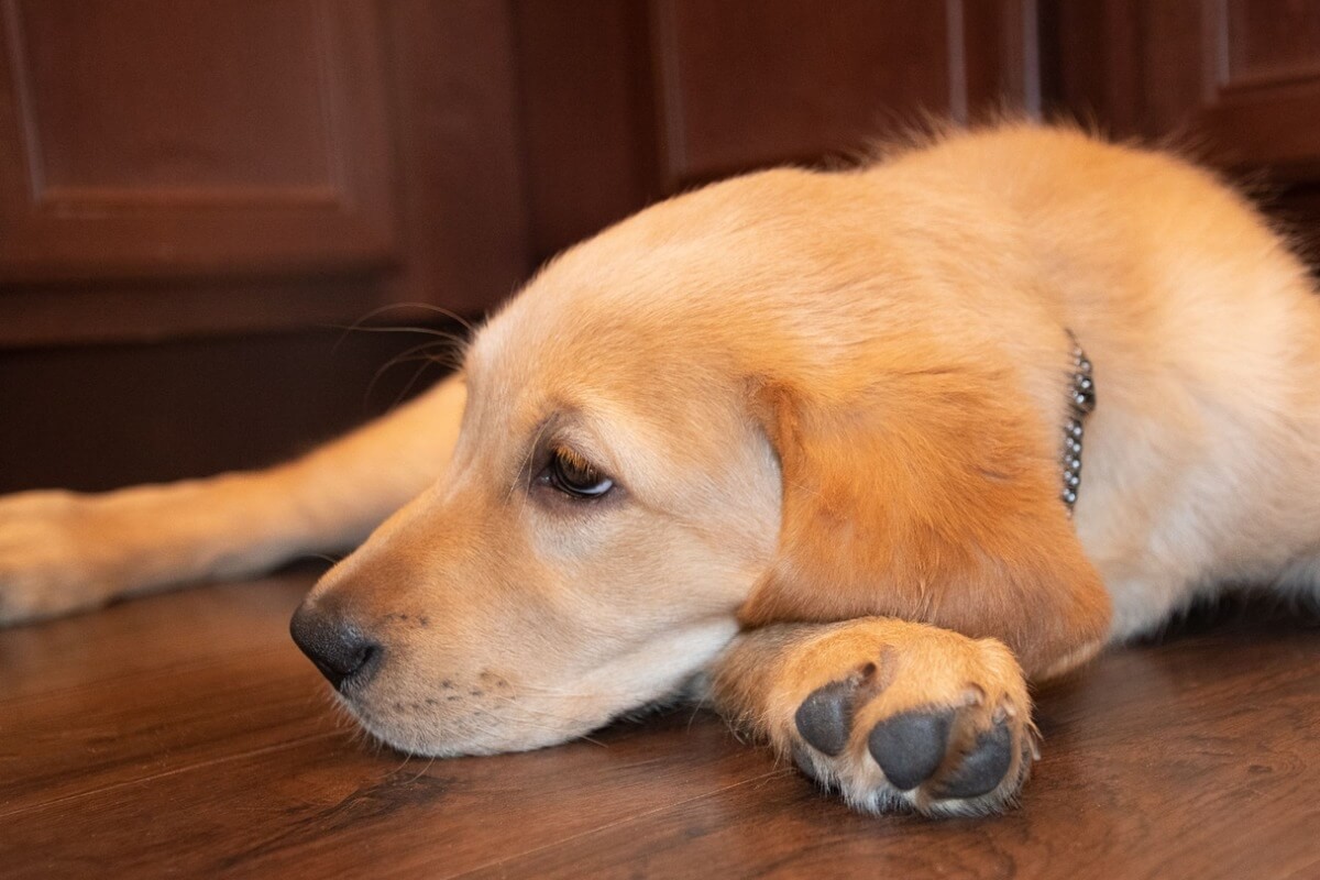 Trasladaron a un cachorro de labrador en la bodega del micro y murió | Internacionales
