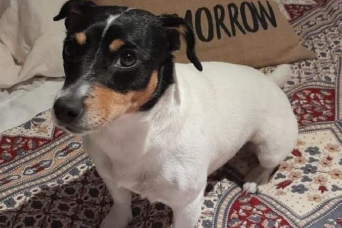 Ofrecen 200 mil pesos por una perrita desaparecida luego de un robo | Actualidad