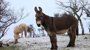 Experiencia piloto en Tierra del Fuego: incorporan burros para cuidar el ganado ovino | Actualidad