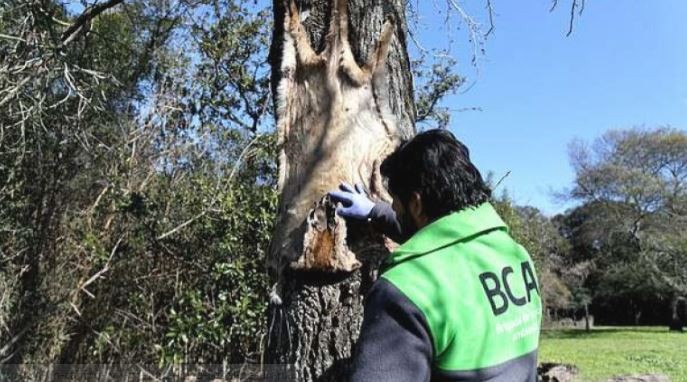 Allanaron un campo por presunta caza ilegal de un puma autóctono | Actualidad
