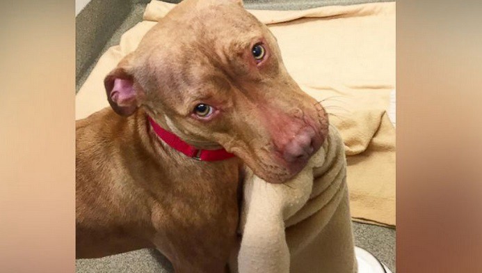 El tierno video del perro pitbull que hace su cama con su hocico | Curiosidades