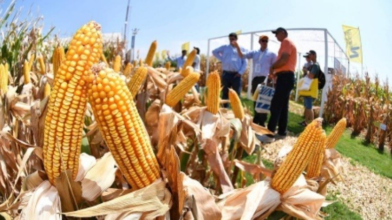 Está vigente el nuevo dólar agro: "Las medidas no benefician en nada", según la Sociedad Rural | Economía