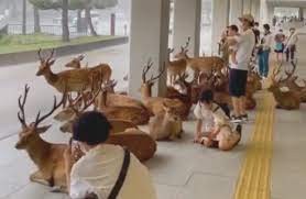 Enternecedor video: ciervos se resguardaron de un temporal | Internacionales