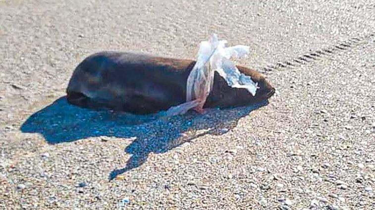 Rehabilitaron a un lobo marino que gravemente herido por un envoltorio plástico | Clima, naturaleza y medio ambiente