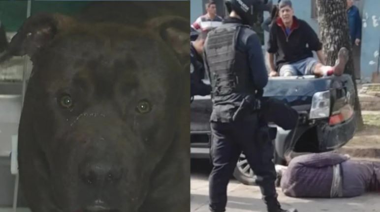 Dieron de alta al pitbull que fue baleado por un policía después de atacar a cinco personas | Actualidad