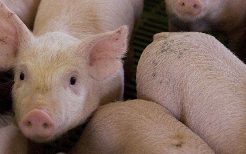 Alerta triquinosis: registran casos sospechosos en la provincia de Buenos Aires | Actualidad