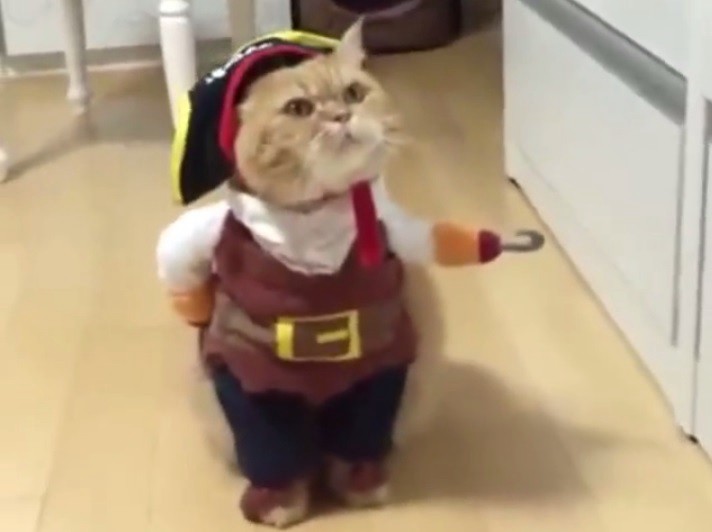 El video del "gato pirata" que está arrasando las redes sociales | Curiosidades