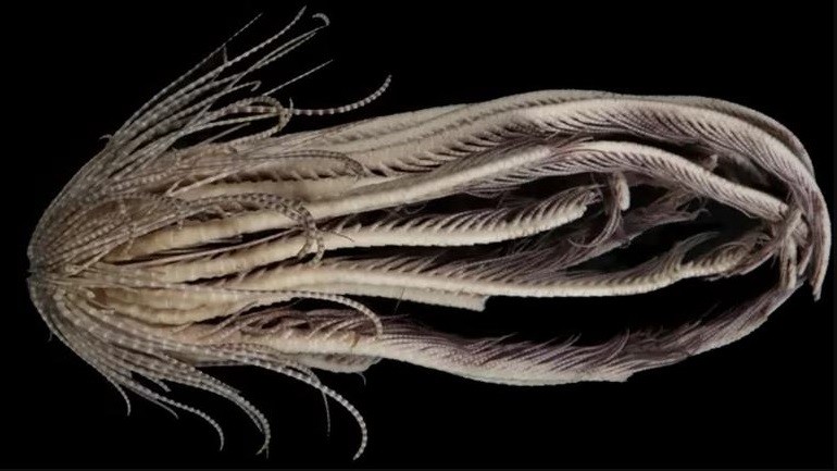 Una criatura marina de 20 "brazos": descubrimiento en la Antártida | Internacionales