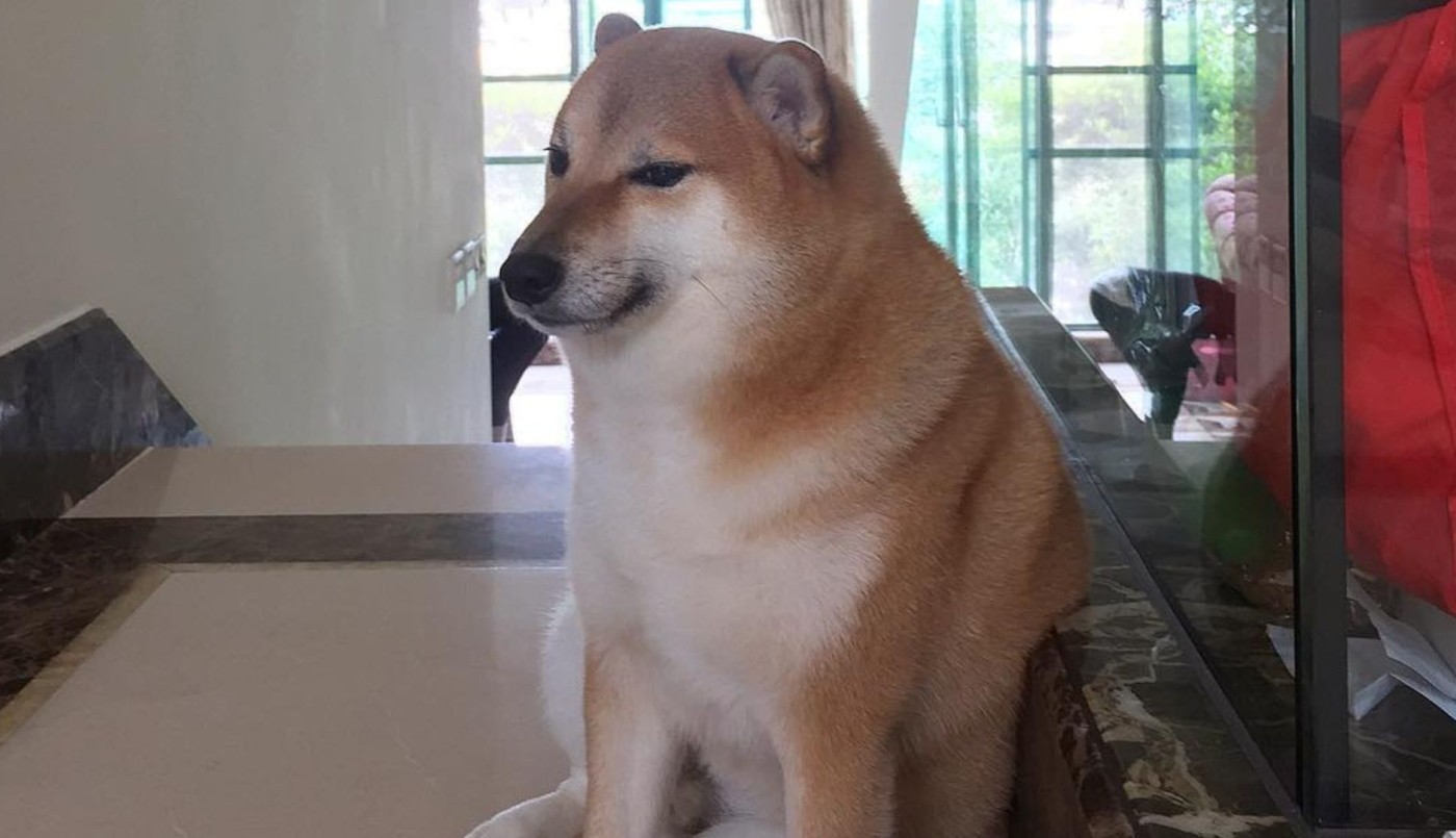 Murió "Cheems", el perro de los memes virales: conocé su historia | Redes