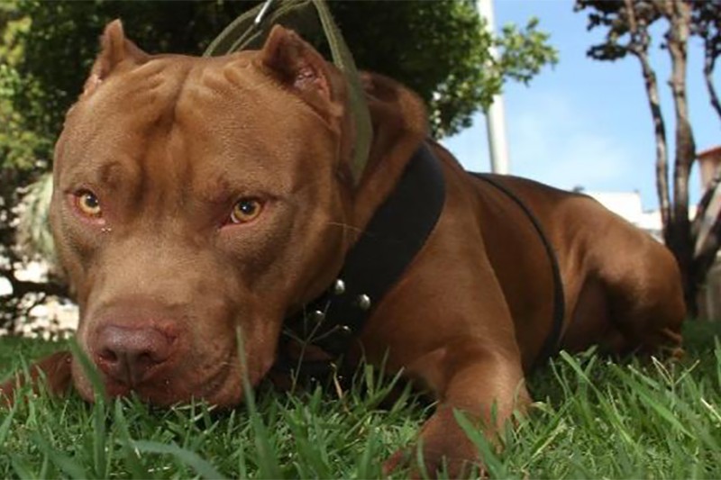 Apuñaló y mató a un pitbull que había mordido a otros perros callejeros | Actualidad