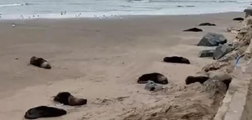 Necochea: investigan si la muerte de 40 lobos marinos fue por un brote de influenza aviar | Clima, naturaleza y medio ambiente
