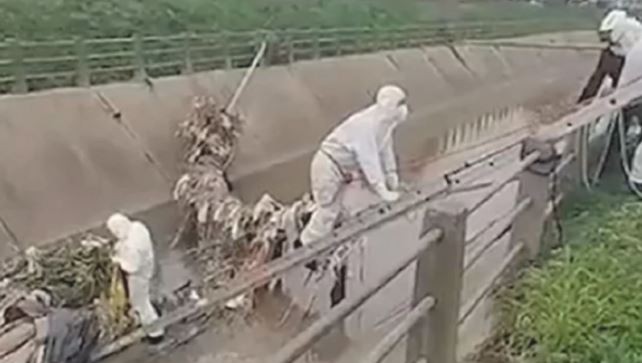 Horror en Tigre: hallaron el cadáver de un hombre en un arroyo | Actualidad