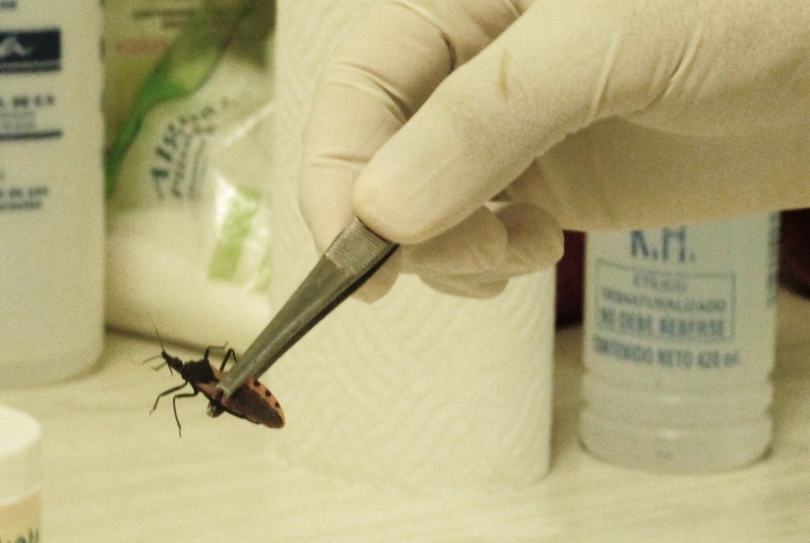 Cruzivax: la vacuna contra el Chagas desarrollada por la UBA ya está lista para iniciar pruebas en humanos | Actualidad