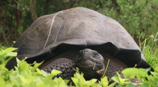 Hallaron una tortuga gigante de 700 kilos en una playa de Barcelona | Curiosidades