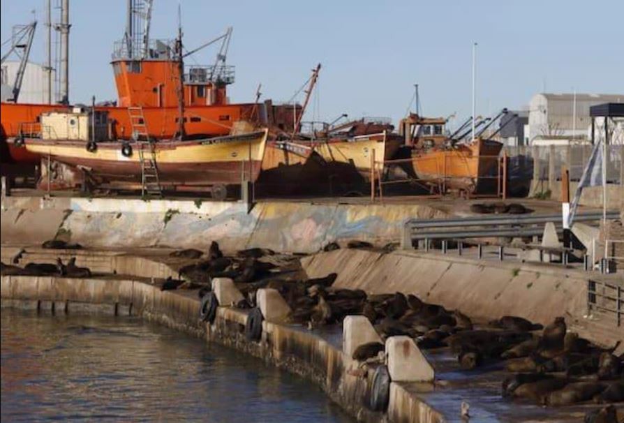 Cerraron la escollera sur en Mar del Plata por casos de gripe aviar en lobos marinos | Actualidad