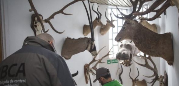Destruirán miles de cueros y animales embalsamados porque no hay más lugar en el depósito de confiscaciones | Actualidad
