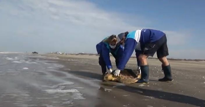 Una tortuga cabezona de 50 kilos regresó al mar después de quedar atrapada en una red | Clima, naturaleza y medio ambiente
