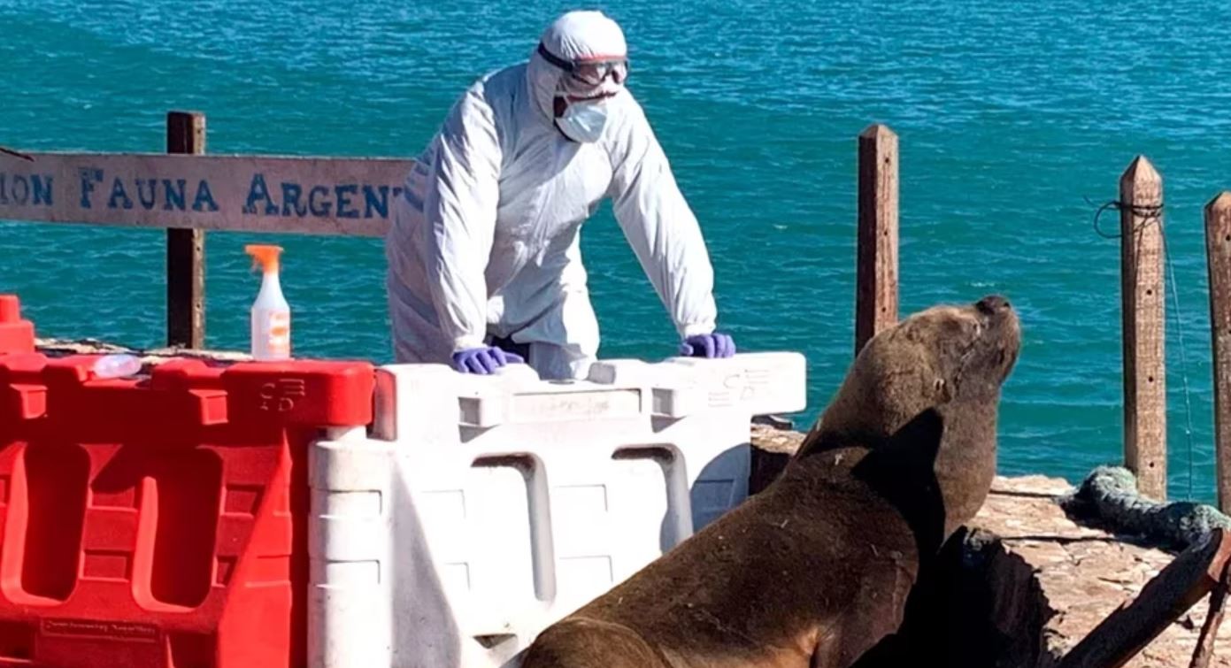 Diez claves para entender el brote de gripe aviar en lobos marinos en Argentina | Actualidad