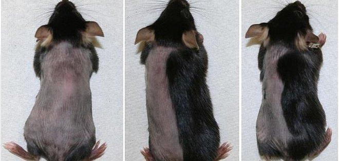 Fármacos hacen crecer el pelo de los ratones en 10 días | Curiosidades