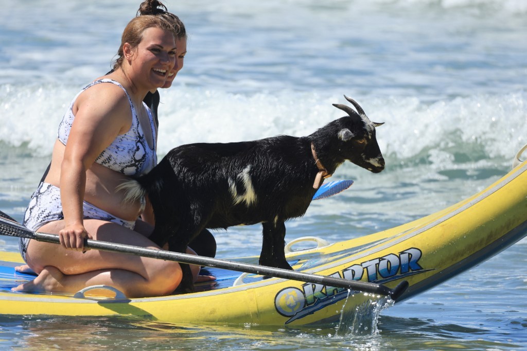 Cabras surfistas: "Tienen un equilibrio increíble" | Internacionales