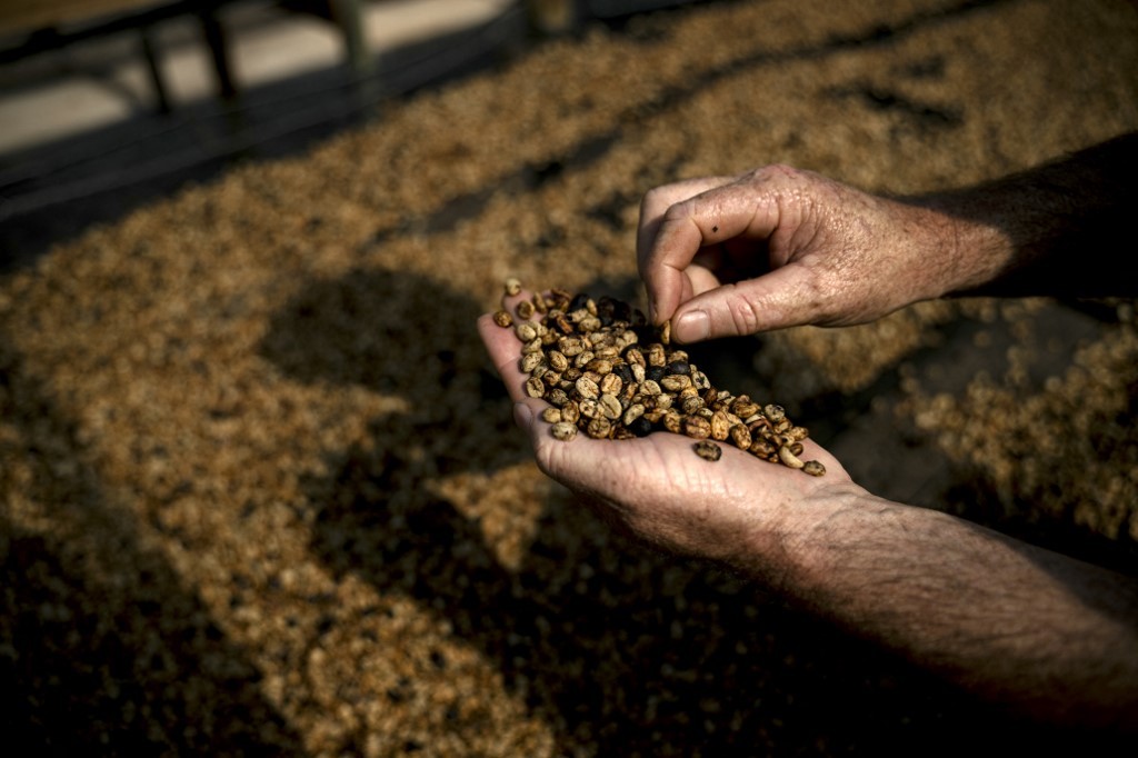 El lujoso café extraído de los excrementos de un pájaro | Internacionales