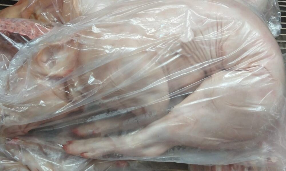 Escándalo: guardaron un lechón en el freezer de las vacunas del hospital | Actualidad