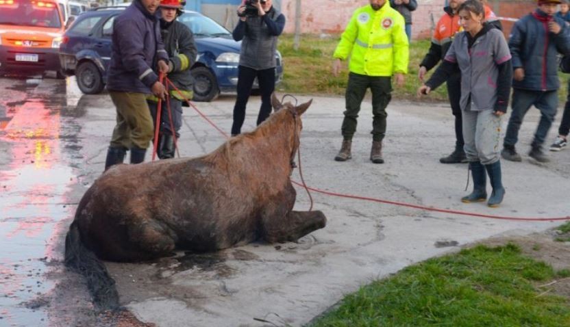 Rescataron a una yegua que se cayó a una alcantarilla de dos metros de profundidad | Actualidad