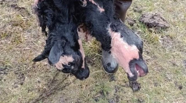 Sorpresa en Chubut: nació un ternero con dos cabezas | Actualidad