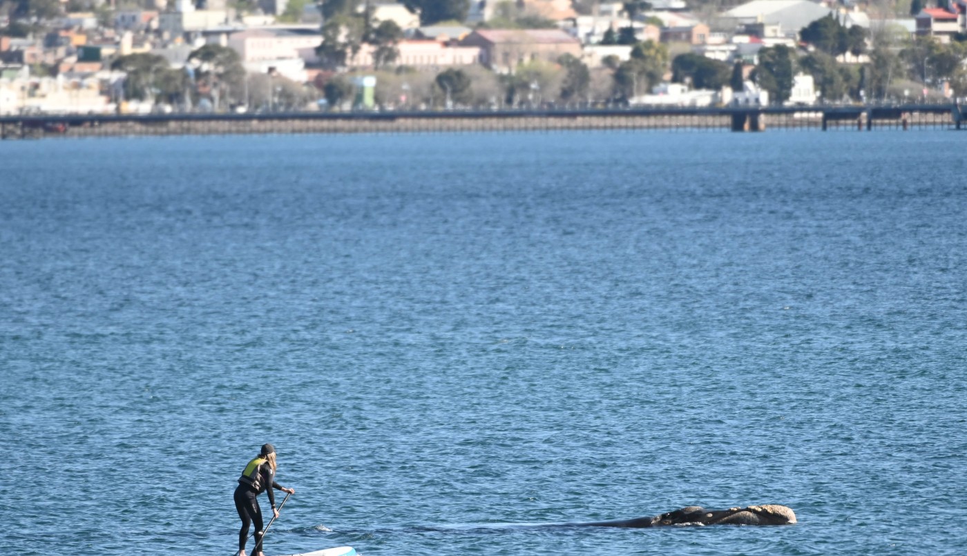 Una mujer a bordo de una tabla ahuyentó a una ballena con su cría en el Golfo Nuevo | Actualidad