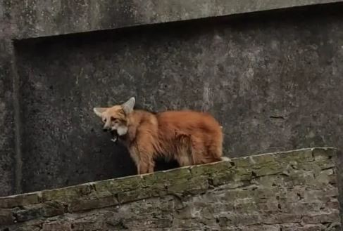 Santa Fe: Rescatan a un lobo aguará guazú en el techo de una vivienda | Actualidad