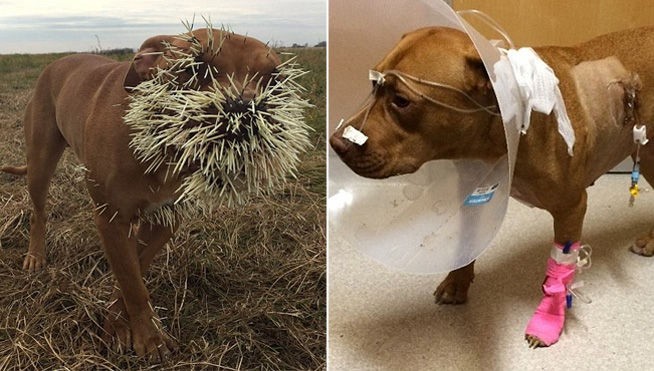 Se recuperan los perros atacados por un puercoespín | Curiosidades