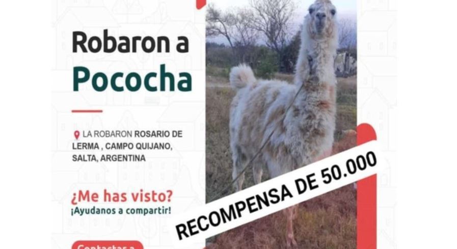 Una familia denunció que le robaron una llama, ofrecen recompensa y acusan a protectores de animales | Actualidad