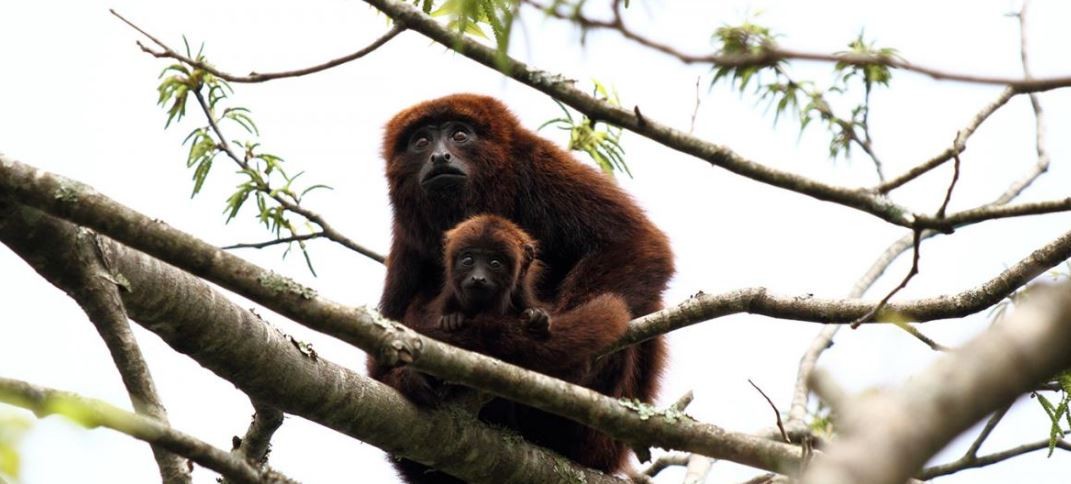Buscan reintroducir en Argentina al mono aullador rojo trayendo ejemplares de Brasil | Actualidad