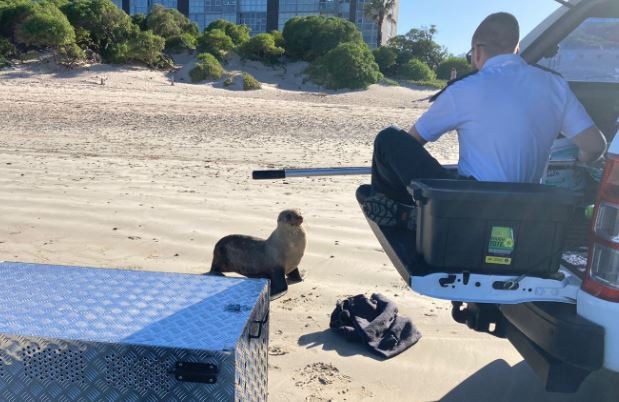 Indignación tras muerte de león marino por estrés luego de ser hostigado por turistas | Internacionales