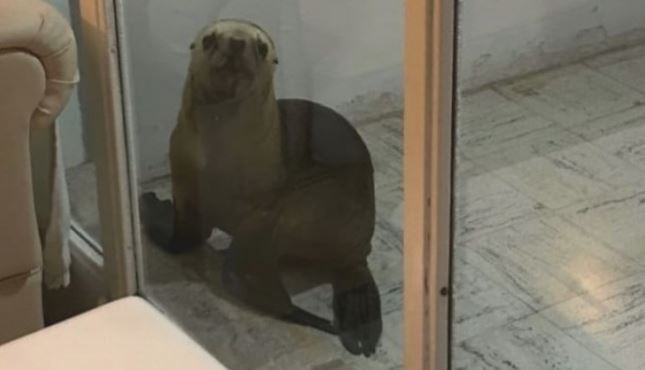 Se despertó y encontró un lobo marino en la puerta de su casa | Actualidad