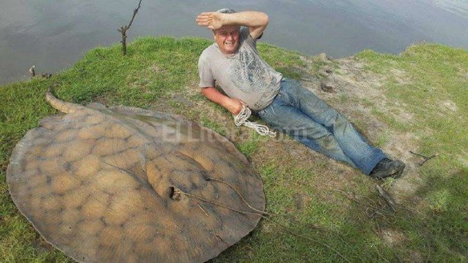 Santa Fe: pescaron una raya de 120 kilos | Curiosidades