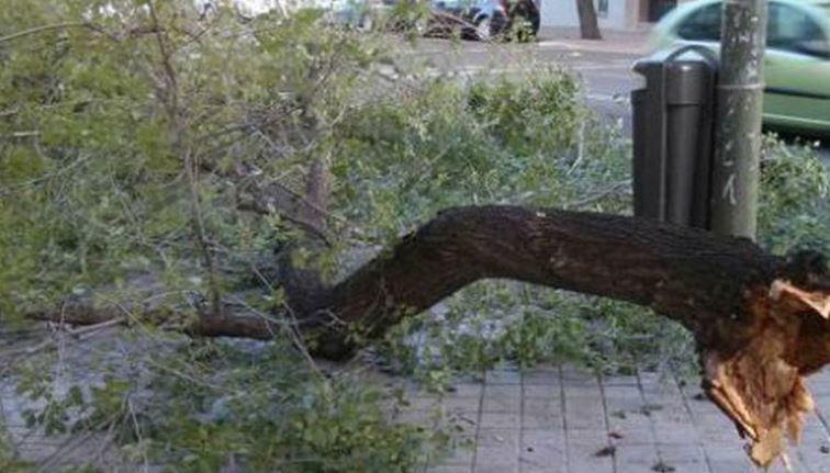 Fuertes ráfagas de viento: una rama se le incrustó en la espalda a un menor y fue hospitalizado | Actualidad