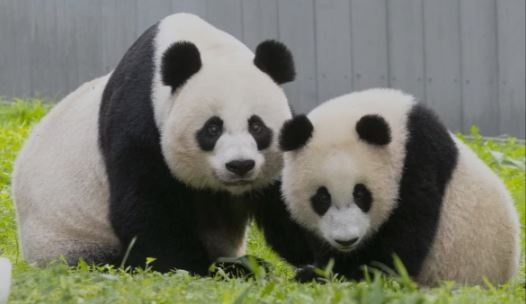Tres pandas de un zoológico de Estados Unidos vuelven a China por tensiones diplomáticas | Internacionales