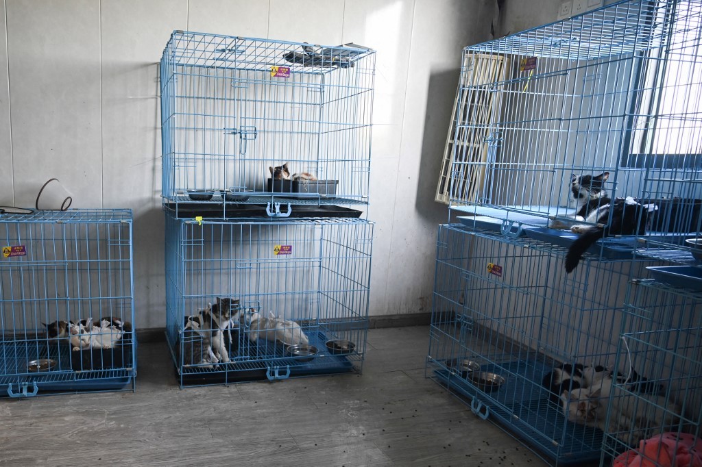 Perdió a su gato y, tras buscarlo durante tiempo, llegó al terrible descubrimiento: "Se lo comieron" | Internacionales