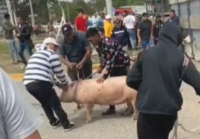 Jesús María: rodearon un camión que volcó y robaron los cerdos | Actualidad