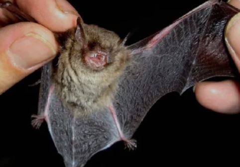 Operativo sanitario en La Pampa tras hallar un murciélago con rabia | Actualidad