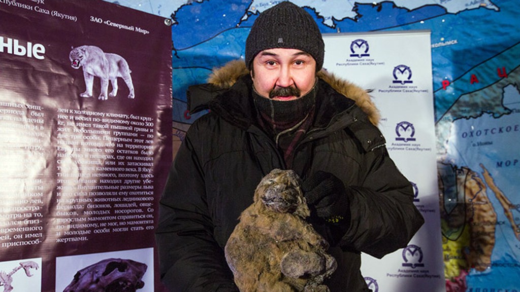 Hallaron dos cachorros de "león de las cavernas" | Curiosidades