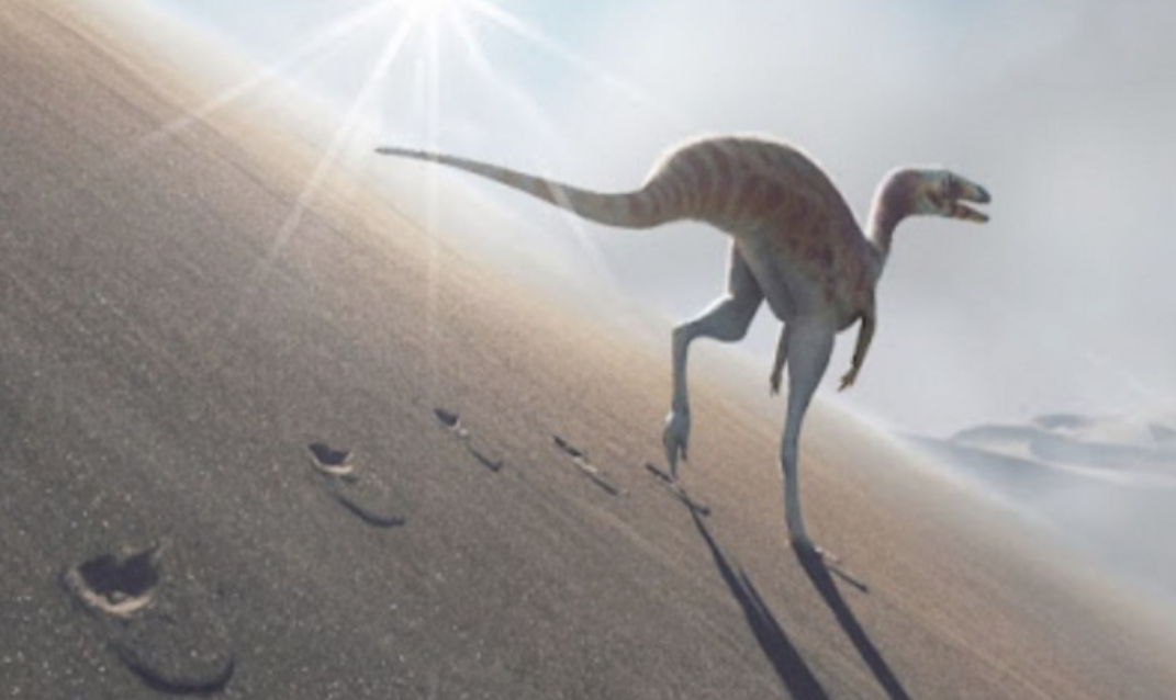 A partir de huellas, identificaron una nueva especie de dinosaurio | Internacionales